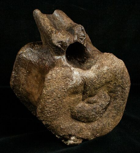 Edmontosaurus Caudal Vertebrae - Great Preservation #5881